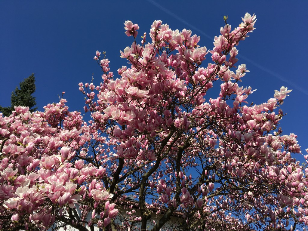 Springtime @Skilja in Freiburg